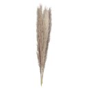 Pampasgras natural 5 Stiele, 90cm