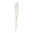 Pampasgras off-white 5 Stiele, 90cm